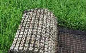Plateaux de semis en plastique pour riz, plateaux de repiquage pour la culture des semis de riz en champ - Product Image 4