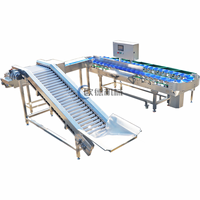 Automatische sorteermachine voor sinaasappels, wasbeertjes, cassave, komkommers, kiwi's, garnalen, kersen, groenten en knoflook, met laag geluidsniveau.