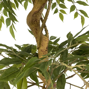 Haute qualité réaliste <span class=keywords><strong>japonais</strong></span> Fruticosa arbre bonsaï ficus torsadé dans des pots <span class=keywords><strong>en</strong></span> céramique pour les arrangements saisonniers intérieurs <span class=keywords><strong>en</strong></span> gros - Product Image 4