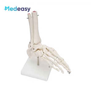 Modelo de Esqueleto Humano de PVC Medeasy, Modelo Anatómico de Articulación del Pie, Herramienta para la Enseñanza de Ciencias Médicas a Estudiantes - Product Image 6