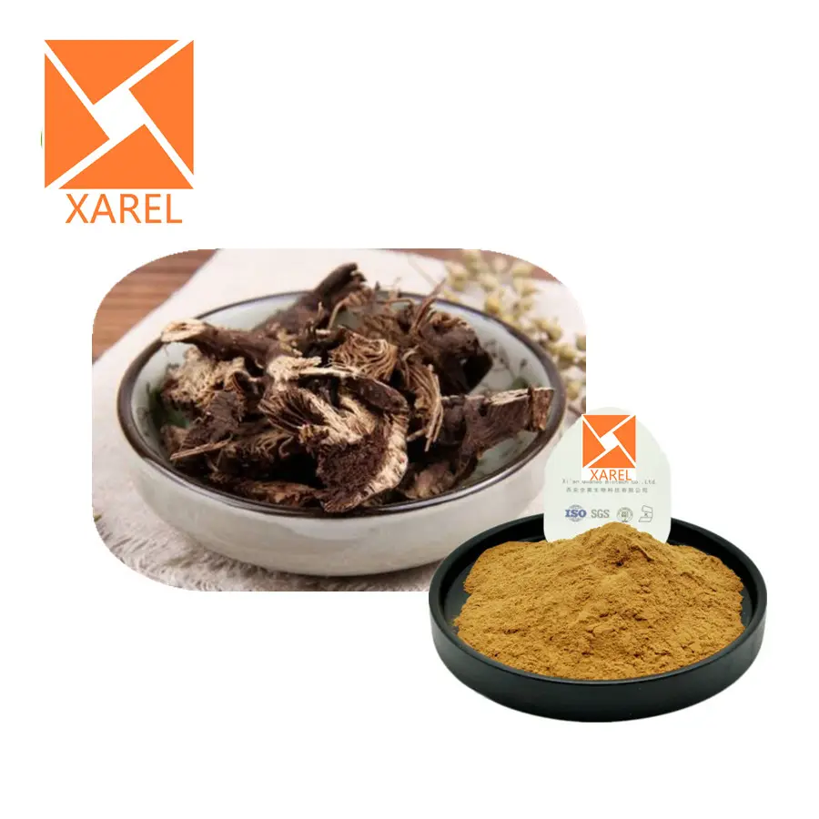 Factory Supply Triterpene Glycosides 2.5% 3% 5% 8% Black Cohosh Root Extract Powder