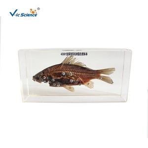 Instruments pédagogiques pour la mise en œuvre du programme scolaire : spécimens de dissection de poissons encastrés dans une résine organique; Nouvelle technique d'encastrage dans une résine organique. - Product Image 5