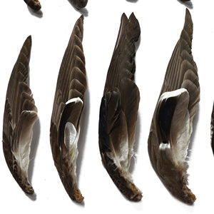 도매 천연 청둥 오리 날개 재료 오리 깃털 공예 DIY 플라이 낚시 재료 의상 액세서리 카니발 파티 장식 - Product Image 1