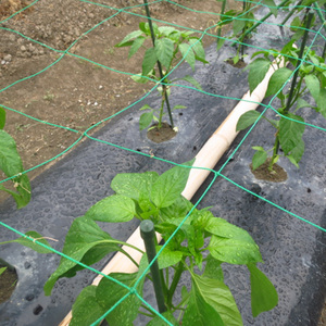 Vườn Bee Thiết Kế Mới 500M Màu Xanh Lá Cây Dưa Chuột Đậu Hỗ Trợ Leo Núi Trellis 170X500M Crop <span class=keywords><strong>Net</strong></span> Dưa Chuột Leo Lên, Dưa Chuột Trialise <span class=keywords><strong>Net</strong></span> - Product Image 5