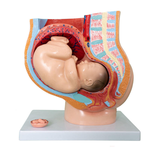 Modèle de <span class=keywords><strong>grossesse</strong></span> sagittale en 4 parties pour femme, 9 <span class=keywords><strong>mois</strong></span> - Ensemble pédagogique d'anatomie du fœtus, de l'utérus et du placenta - Product Image 2
