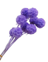 Fleur de Scabiosa Éternelle Préservée Bourgogne Têtes de Fleurs Séchées Tiges Éternelles Remplissage de Bouquet DIY Décoration de Mariage Vente en Gros