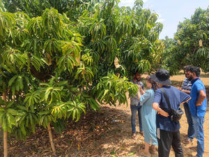 Bolsas <span class=keywords><strong>de</strong></span> Protección para Cultivo <span class=keywords><strong>de</strong></span> Mango, Cubiertas Protectoras para Guayabas - Product Image 5