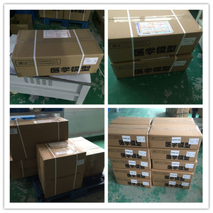 Modelo Anatómico Sagital Femenino ADA-A1086, Tamaño Real, Producto de Ciencia Médica con Certificación ISO - Product Image 2