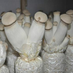 Extracto de Pleurotus <span class=keywords><strong>Eryngii</strong></span> Polisacárido 100% Natural de Alta Calidad, Estándar GMP, Grado Alimenticio, Polvo de Fruta Envasado al Vacío en Tambor - Product Image 2