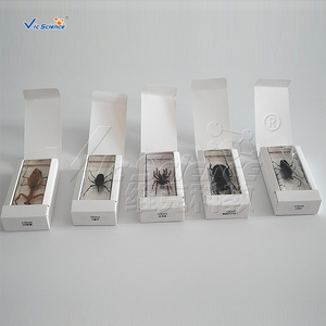 La enseñanza de la exposición Real de resina integrado muestra araña muestra - Product Image 6