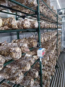 Contenedor Inteligente para el Cultivo de Hongos con Control Climático para la Producción de Hongo Ostra - Product Image 4