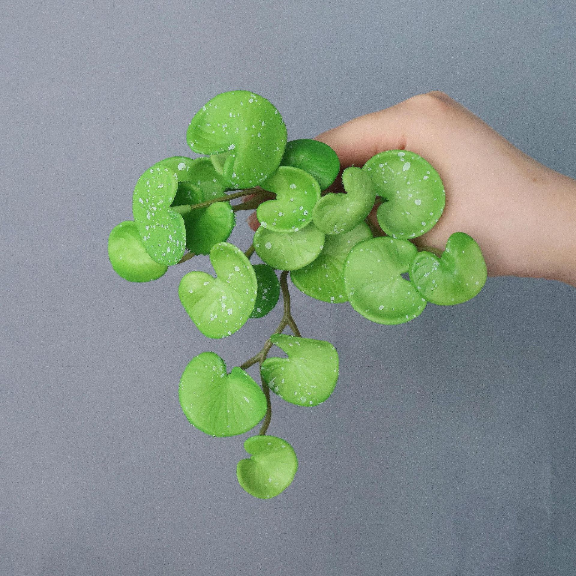 Petit bouquet de bambou porte-bonheur vert avec des taches blanches