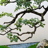 Arbre fleuri suspendu simulé pour décoration murale et plafond intérieure