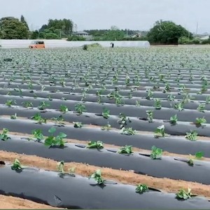 PE <strong>Mulch</strong> <strong>Film</strong> For Agriculture Ground Cover <strong>Mulch</strong> <strong>Film</strong> With Holes <strong>Plastic</strong> <strong>Mulch</strong> <strong>Film</strong>