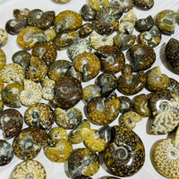 Petite ammonite fossile de haute qualité, provenant de Madagascar, couleur foncée, pour décoration intérieure ou pendentif de bijoux