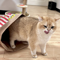 Juguete Interactivo para Gatos y Perros, Resistente, para Todas las Estaciones, en Forma de Bolsa de Papel Kraft, para Aliviar el Estrés, para Uso en Interiores