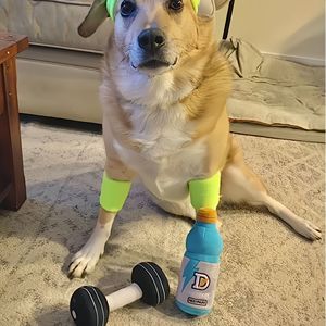 Juguete de peluche para masticar para mascotas, mancuernas para perros, estilo de bebida, resistente a mordeduras, dientes limpios, alivio de dientes, entrenamiento <span class=keywords><strong>interactivo</strong></span>, juguete chirriante - Product Image 5