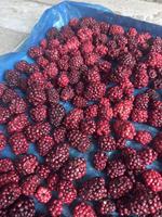 Venta al por Mayor de Frambuesas FD de Primera Calidad para Smoothies y Jugos