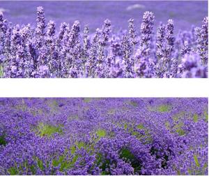 Fleurs de lavande séchées pures à usage thérapeutique en vrac, boutons français - Product Image 5