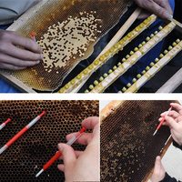 Imkerei bewegen Würmer Nadel Rinder horn Material Königin Aufzucht system Bienen werkzeuge Pollen