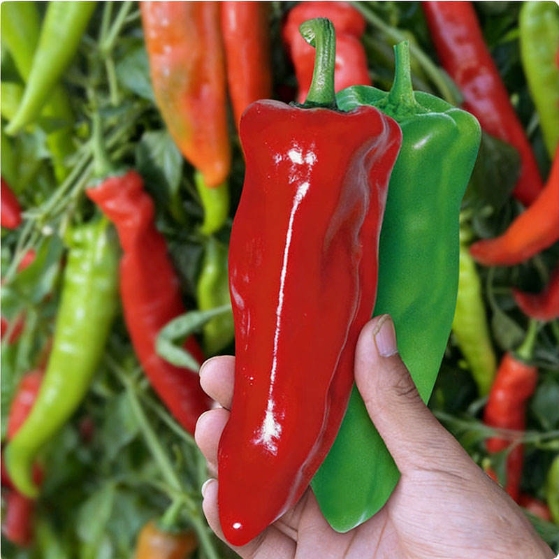 3# พริกฮอร์นเบฟ