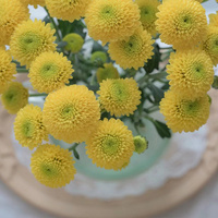 Chrysanthème en spray de qualité supérieure (Grade A) Ning Meng Huang - Jaune citron pour bouquets, directement du producteur pour la décoration de mariages, chaîne du froid