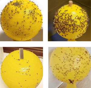 Trampa para Moscas, Bola Adhesiva para Moscas de Interior, Trampa Colgante para Insectos de Exterior, Atrapa Moscas, Atrapamoscas, Trampa para Mosquitos, Bola para Insectos Voladores - Product Image 2
