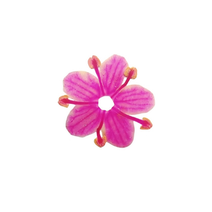 20/100 Uds mezcla de colores <span class=keywords><strong>flor</strong></span> seca decoración de uñas pegatina Floral Natural <span class=keywords><strong>flor</strong></span> seca calcomanías para decoración de uñas <span class=keywords><strong>manicura</strong></span> flores secas prensadas - Product Image 2