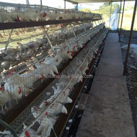 Prix bas Europe Usine un type poules pondeuses batterie cage à poulet avec poulailler pour l'Afrique