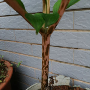 O Yu-bulbos de lirio de konjac voodoo para hierba, rebanadas secas de raíz de morphophallus rivieri - Product Image 4