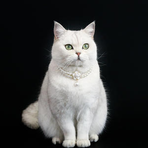 Venta al por mayor de <span class=keywords><strong>collar</strong></span> de lujo de cristal para perros y gatos-Decoración de Halloween y Navidad - Product Image 2