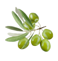 Extrait de feuilles d'olivier en poudre de qualité alimentaire, teneur en oléuropéine de 10%, 20%, 40%, 50%, 70%, échantillon gratuit