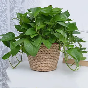 Paille Tissage Fleur <span class=keywords><strong>Plante</strong></span> <span class=keywords><strong>Pot</strong></span> Panier Herbe Planteur Panier Intérieur <span class=keywords><strong>Extérieur</strong></span> <span class=keywords><strong>Pot</strong></span> De Fleur Couverture <span class=keywords><strong>Plante</strong></span> Conteneurs pour Plantes Plantables - Product Image 4