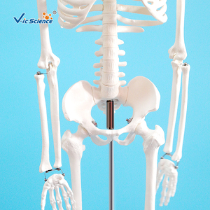 Modelo Anatómico de Órganos Humanos de PVC de 85 Centímetros para Ciencias Médicas, con Nervios y Discos Intervertebrales - Product Image 5