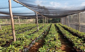 HDPE <b>Shade</b> Net <b>Shade</b> Sail for Outdoor Patio Use - Product Image 5