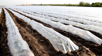 Film de feuille de plastique UV à effet de serre pour l'agriculture 200-250 Mic Green House Film de polyéthylène à effet de serre