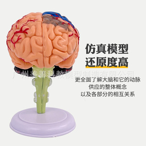 Cerveau 4D assemblé, modèle de cerveau humain détachable, anatomie du cerveau, vaisseaux sanguins cérébraux, artères, matériel pédagogique de neurologie - Product Image 1