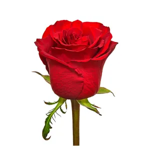 प्रीमियम केन्याई ताजा कट फूल सदाबहार लाल गहन लाल शुद्ध गुलाब बड़े सिर वाले 40 सेमी तना थोक खुदरा ताजा कट गुलाब