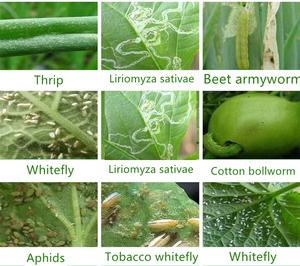 Cypermethrin <strong>Insecticide</strong> 10% EC / 25% EC / 25% SC | Public Health &amp; Agriculture - Product Image 5