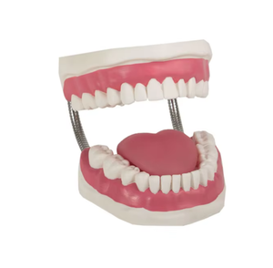 GD/H11 simulatore di cure dentistiche PVC modello anatomico per la scienza medica per le scuole e gli ospedali - Product Image 1