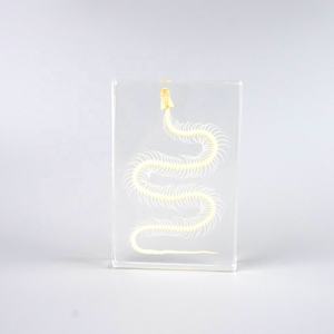 Таксидермическая летучая мышь, скелет, насекомое из смолы, сохраненный образец, развивающие игрушки для обучения, подарок на Хэллоуин - Product Image 6