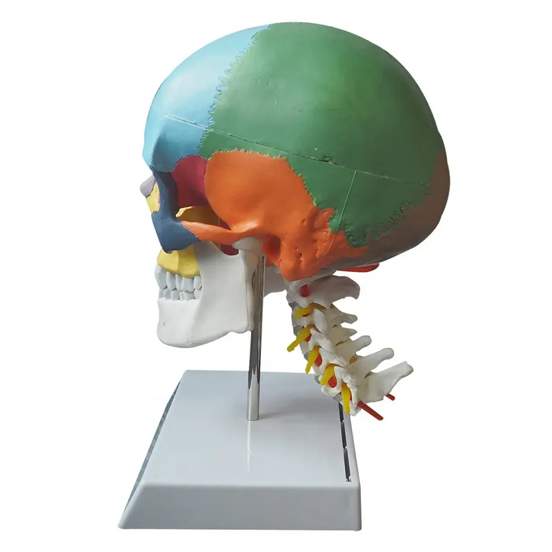 Anatomico 1:1 Colorful Modello di Cranio Umano con Vertebra Cervicale