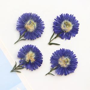 12 unids/pack New York <span class=keywords><strong>Aster</strong></span>/Michaelmas Daisy con tallo flor prensada para marco caja del teléfono vela arte <span class=keywords><strong>de</strong></span> resina - Product Image 3