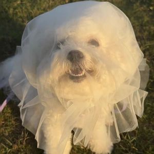 Capuche en maille respirante anti-morsure pour chat et chien, pour éviter de lécher les plaies en <span class=keywords><strong>erreur</strong></span> - Product Image 1