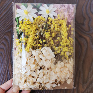 Sac en plastique format A5 Matériaux de bricolage Vraies fleurs naturelles séchées <span class=keywords><strong>m</strong></span>élangées Vente en gros Mini fleurs séchées Ne <span class=keywords><strong>m</strong></span>'oublie pas Fleurs séchées - Product Image 3