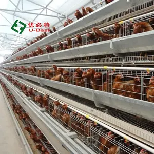 Nuovo sistema di allevamento di progettazione uova ovaiole galline galline allevamento pollame prezzo attrezzature