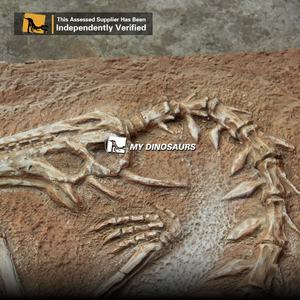 MyDino AS1010 squelette de <span class=keywords><strong>Dragon</strong></span> suspendu au fossile Animal réaliste - Product Image 5