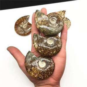 Spécimen fossile d'<span class=keywords><strong>ammonite</strong></span> naturelle irisée de Madagascar, cristal opaline, escargot pour l'enseignement des sciences biologiques de base - Product Image 5