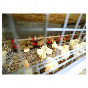 Materiale ad alta efficienza di allevamento EPDM attrezzatura per pollame gabbia di pollo allevamento di polli automatico allevamento di polli