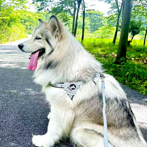 Correa para Perro al por Mayor, Chaleco en Forma de Y, Reflectante, Transpirable, Suave, Ajustable, Antipérdida para Perros y Gatos, Juego de Accesorios para Mascotas - Product Image 2